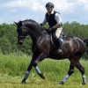 The Art of Horse Riding Commentary: A Comprehensive Guide